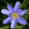 Anemone Royal Blue - Abriachan Nurseries
